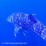 Whaleshark & Sea